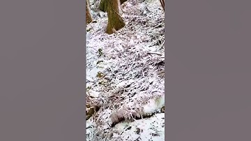 اسمع وأرتق للسماء 💙💙💙 ما تيسر من سورة المائدة للقارئ اسلام صبحي @islam_sobhi #اكسبلور #nature
