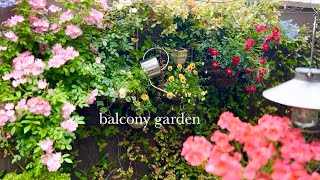 春/今が一番美しいbalconyを紹介/映画で観たbalconyのように/水色の花を植える/ベランダガーデニング/シニアライフ/60s