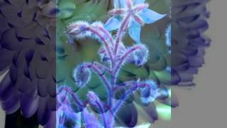 İçimde Kanımdasın