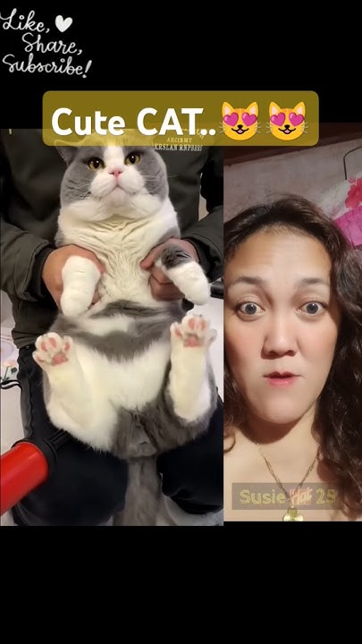 Pov Where Can I Buy It Cute Cat shorts cat cutecat YouTube where-can-i-buy-this-funny-joke-barbasol-short-subscribe-youtube
