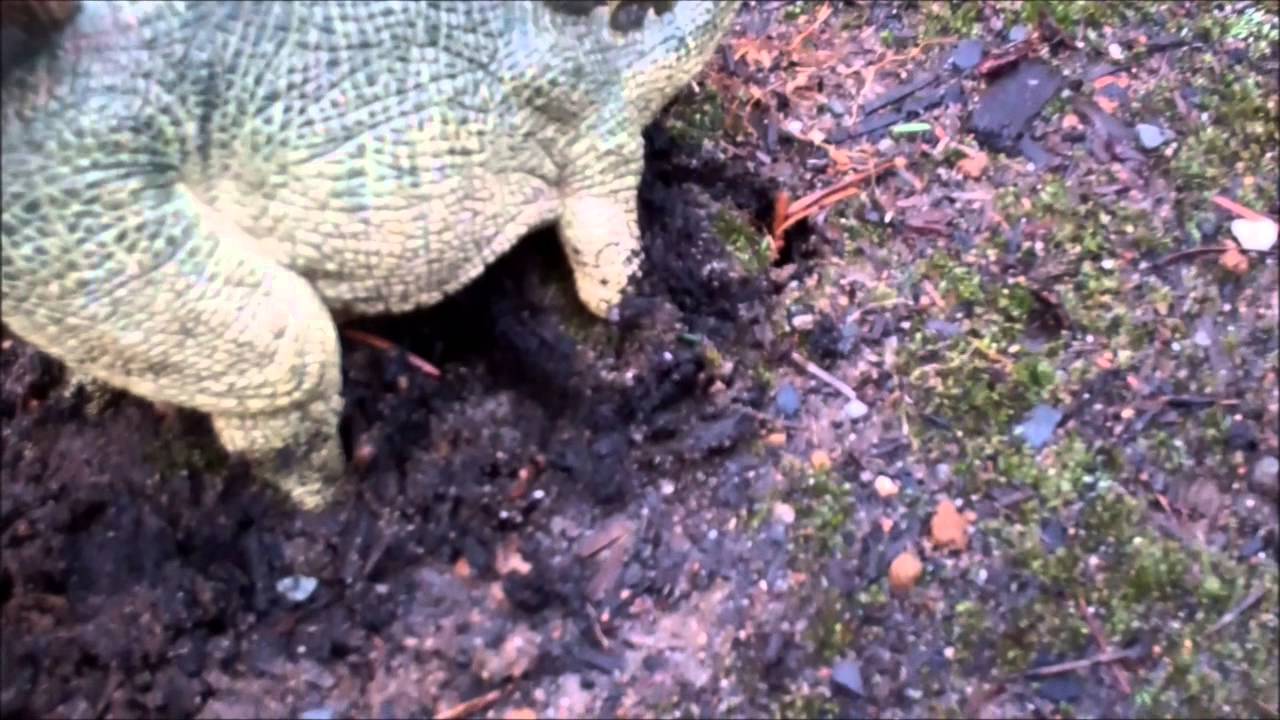 Dinosaur Island S1 EP10 