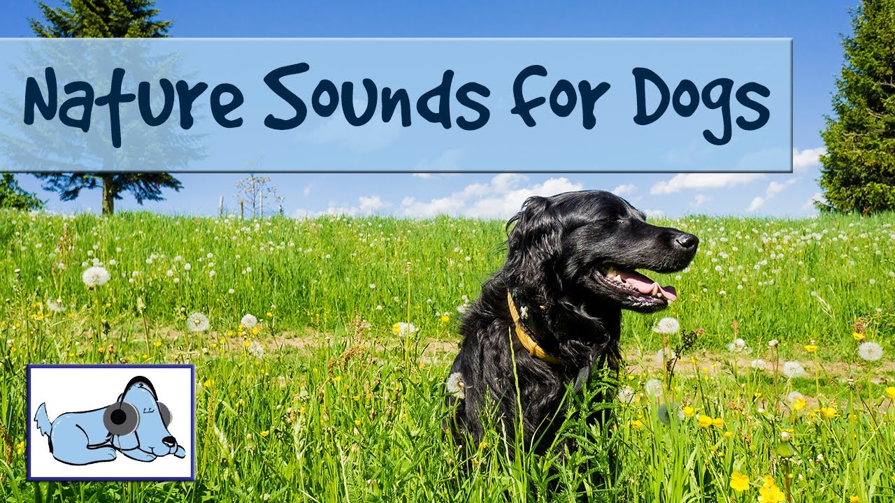 nature sounds for dogs