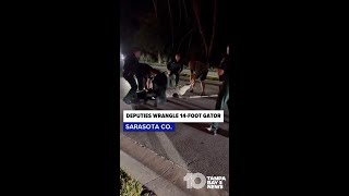 Sarasota deputies wrangle 14-foot, 600-pound alligator