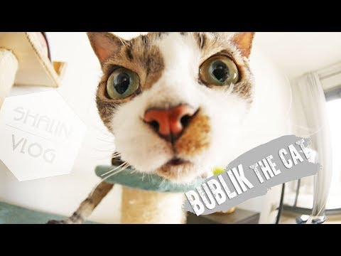 Video: Mèo Devon Rex: Hậu Duệ Của Thần Tiên
