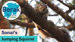 Borak Nature 09# Chasing Sonai's jumping squirrel with a Nikon Coolpix P510 (42X zoom, handheld)