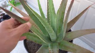 How to Separate Aloe Pups From Parent Plant