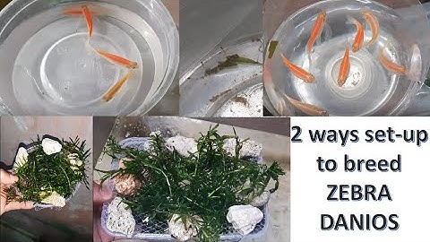 How to breed Zebra Danios in 2 way set-up technique