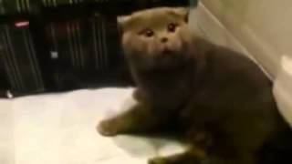 Порно приколы, приколы видео смотреть онлайн, приколы над людьми, прикол дня, голы приколы Порно приколы, приколы видео смотреть онлайн, приколы над людьми, прикол дня, голы приколы