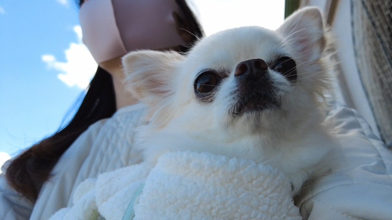 歩かない箱入り娘チワワをずっと抱っこして道の駅へお出かけしてみました