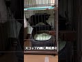 黒猫のシュヴァ　猫の砂用スコップ