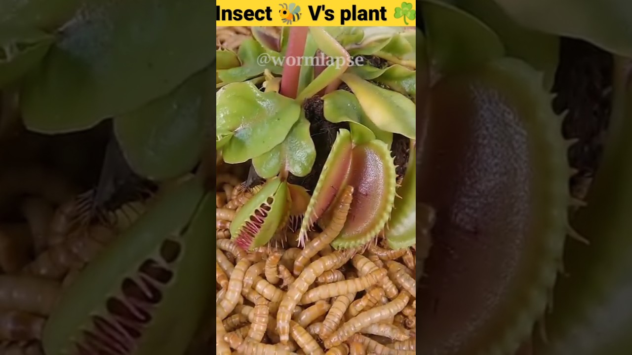 Shocking result of the experiment of worm 🐛🐛 V's plant ☘️ 