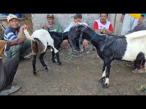 Jual Beli Kambing Pati