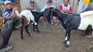 MONITOR GOAT PRICES at Pon Ngulakan Market, Pati || Friday, March 27, 2026