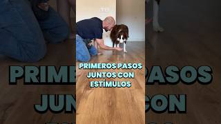 Primeros pasos para caminar juntos con estímulos 🧠🐾