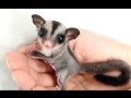 Sugar Glider - A Funny And Cute Sugar Glider Videos Compilation || NEW HD