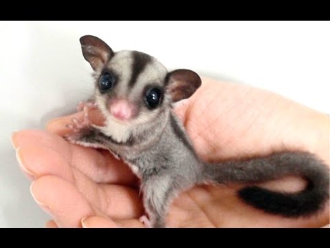 Image result for sugar glider