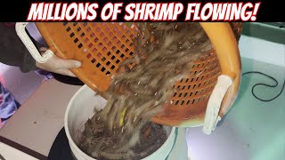 THE FLOOD GATES HAVE OPENED!! Night Time Dip Net Shrimping At Its BEST! Catch - Clean - Cook by Jacked Up Fishing 2,097 views 2 months ago 21 minutes
