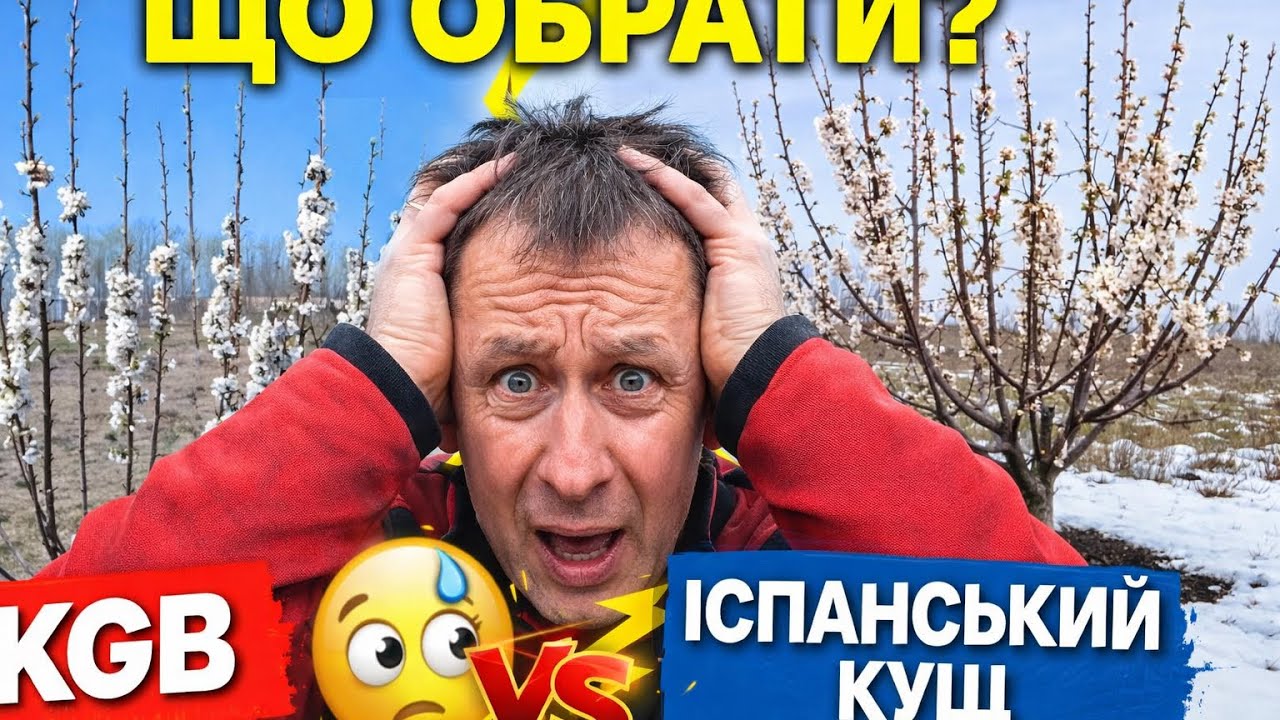Не помились! KGB чи Іспанський Кущ — що краще для черешні?
