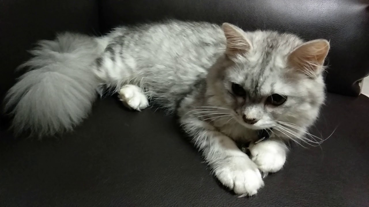 3 MONTH OLD NORWEGIAN MIX CAT - CALM CAT