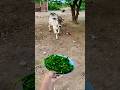 प्यारी बछिया #cow #shortsfeed #cows #shortvideo #gaumata #ytshorts #cowvideos #shorts #cowvideo #yt