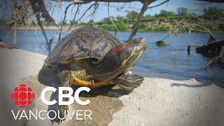 Invasive turtle species taking over Canadian lakes and ponds, researchers say