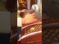 #music #musical GuZheng music“xiumeng”practice
