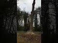 oak tree felling