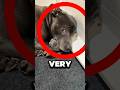 This Dog Became A Mom For The Very First Time