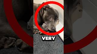 This Dog Became A Mom For The Very First Time