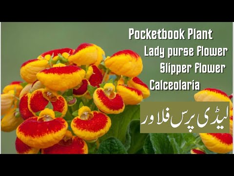 فيديو: كتاب الجيب العناية بالنبات - كيفية زراعة الكالسولاريا في الداخل
