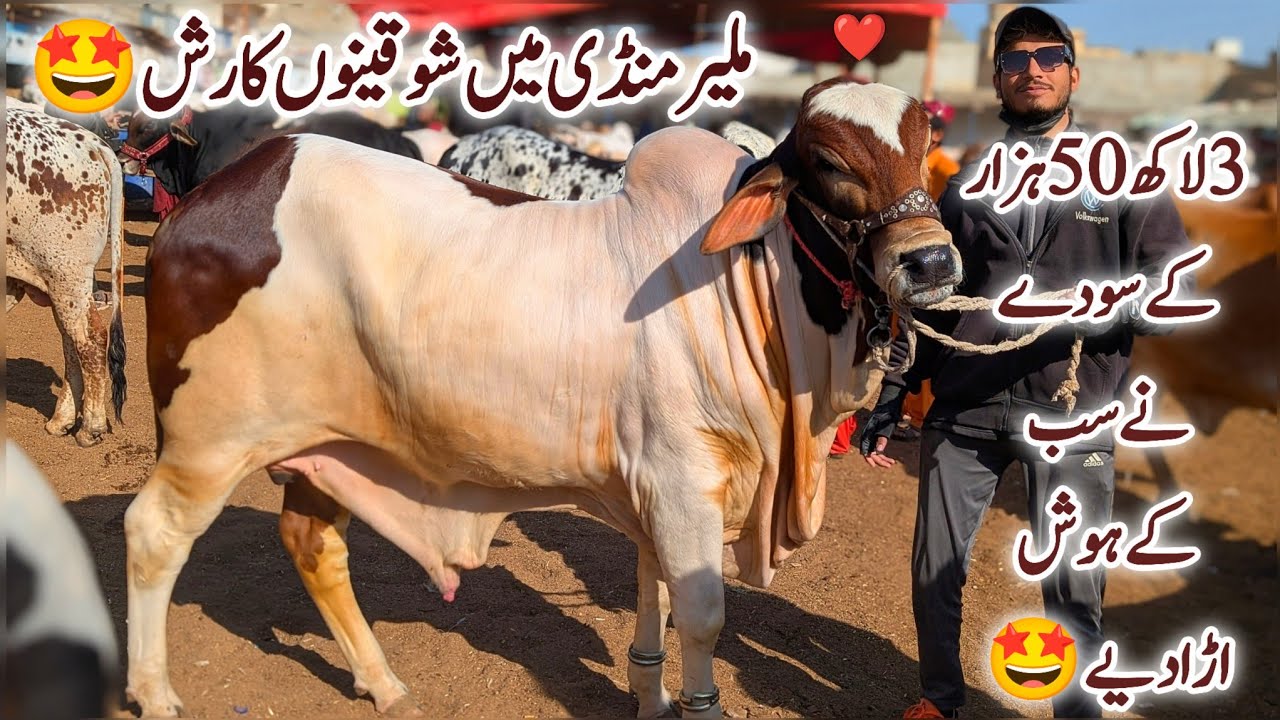 Malir Mandi Karachi Cattle Latest Rates Update 27 January 2026 || Bakra Eid Season 2026