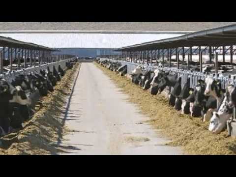 cj foods acquires lortscher animal nutrition worldnews animal nutritionist