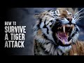 How to Survive a Tiger Attack