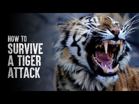 Video: Wie Man Einem Tiger Entkommt