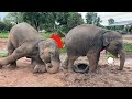 ร่างกายต้องการปะทะอะค้าบบ⁉️พี้น้องตัวแสบ 🌈 Baby elephants playing together are so cute.