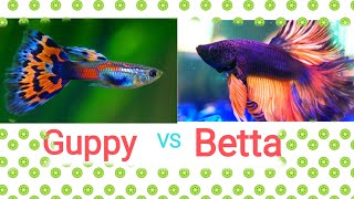 Betta Fish with Guppy Fish | Can Betta and Guppies live together | Planted Aquarium