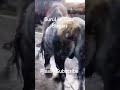 Surul lui Gabi Bîzgan din Volovăț Bucovina România 🇷🇴 #cai #horse#caigrei #pferde #cavalo #cavalos