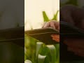 The Future of Farming with Satellite Tech