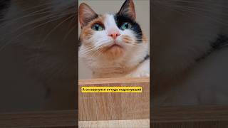 ПОЗИТИВ 😺⛱️🫰😄 #shorts #reels #video #cat #catvideos #кошки #кошкалИса #аленалиса #юмор