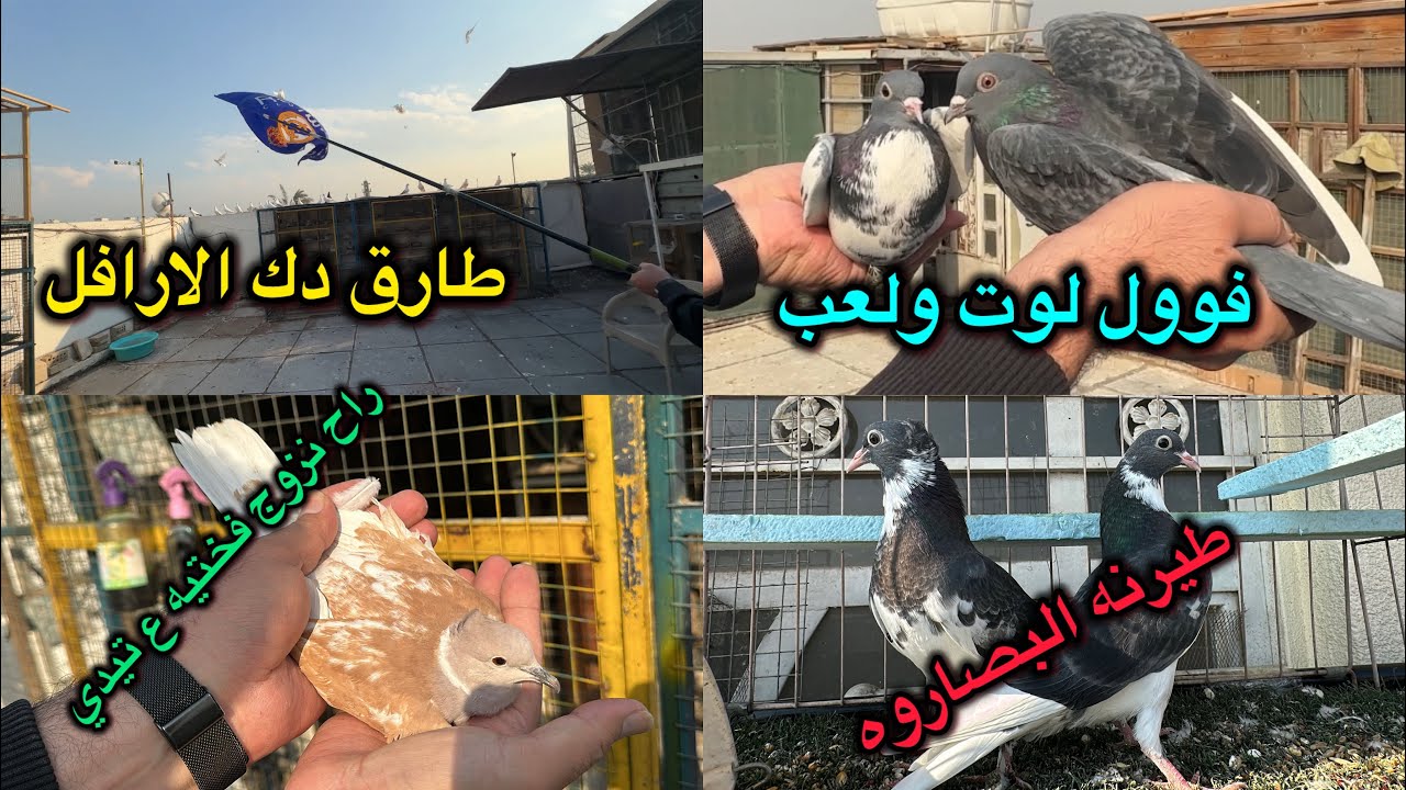 كشينه البصاروه😍طارق قفل ع الارافل😭طبكه غريبه 😂