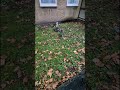 South London&#39;s Abandoned Stray Cats - UK CAT CRISIS