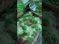 Green leafy vegetables