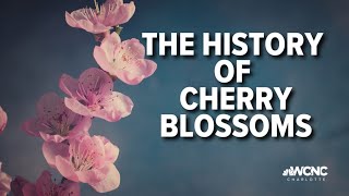 The history of cherry blossoms