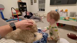 Woman throws toy football that hits dog on head then throws it again and hit little boy on head
