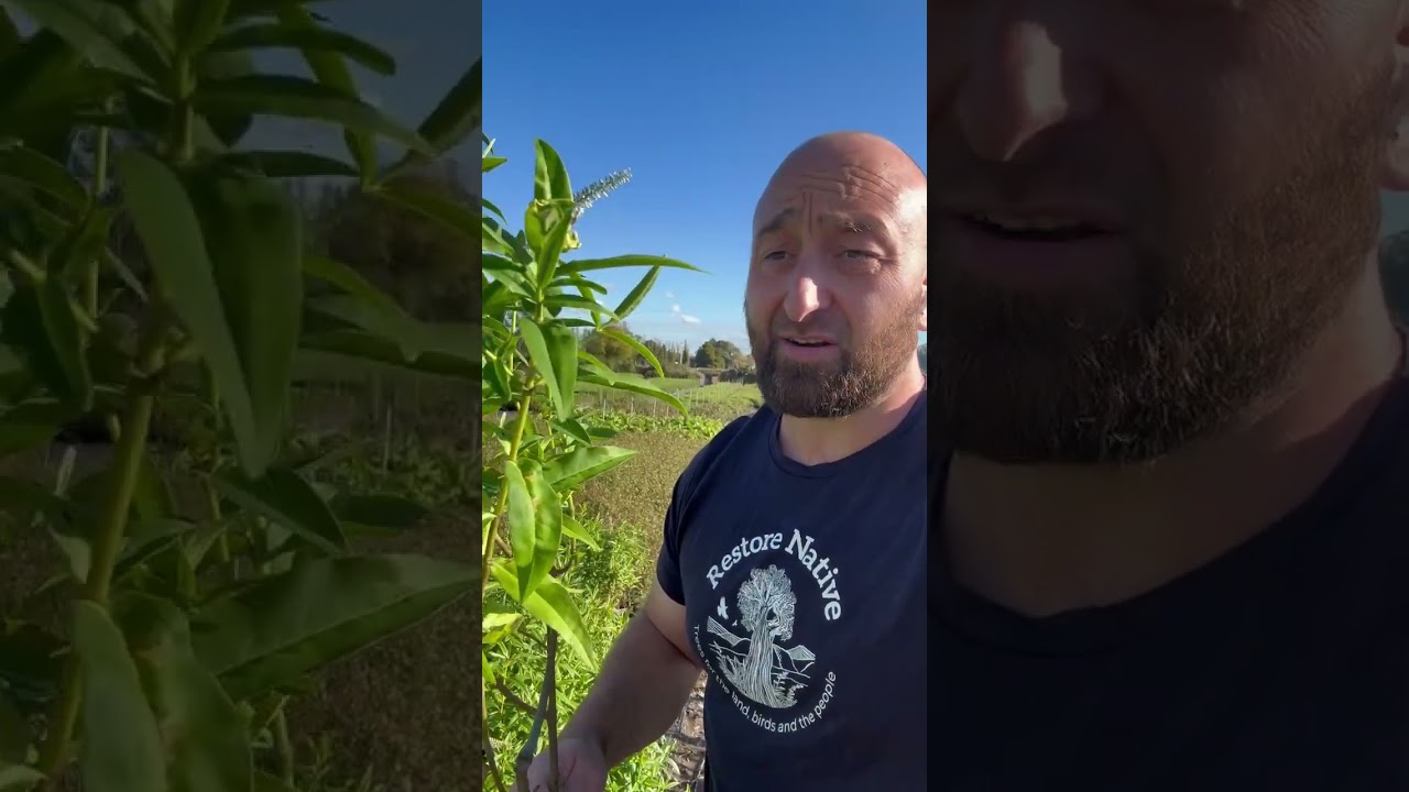 NZ&rsquo;s Wild Native Hebe