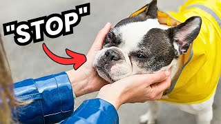 8 Things That Dogs Hate And Wish You'd Stop Doing