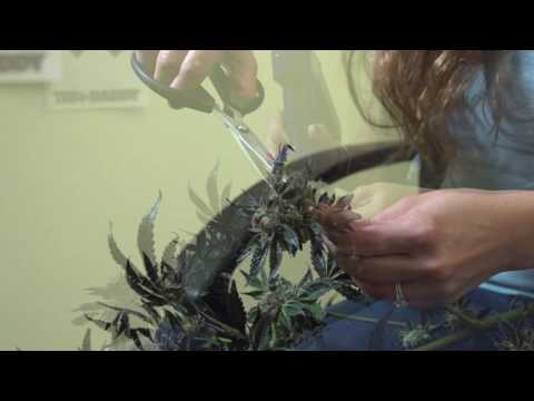 Trim-Daddy Testimonial - A Pleasant Surprise