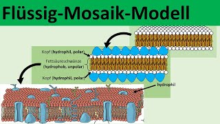 Flüssig Mosaik Modell [Modellvorstellungen zur Biomembran] - [Biologie, Oberstufe]
