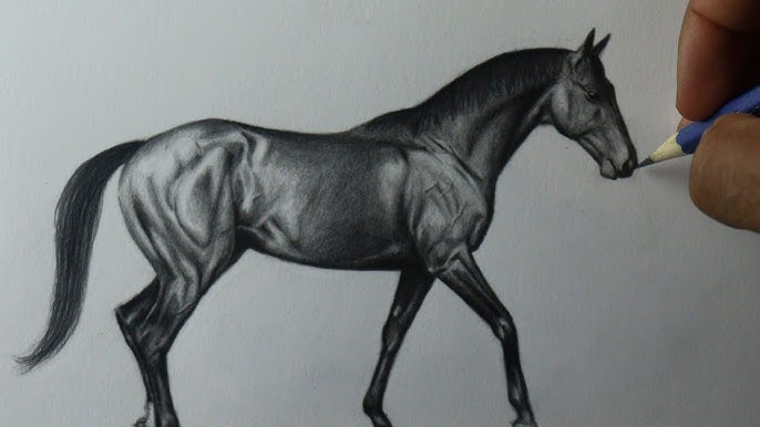 VAQUEIRO A CAVALO - DESENHO 