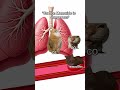 How the Body Moves Oxygen